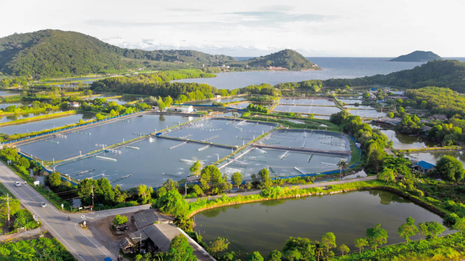 Sinhon Thiourea | What are the uses of thiourea in aquaculture?