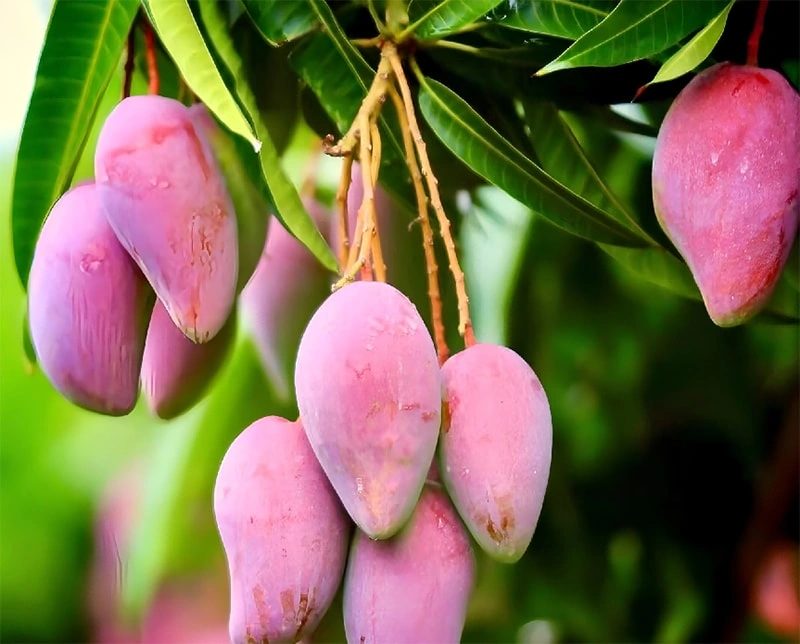 Sinhon thiourea | Applications of thiourea in pesticides 